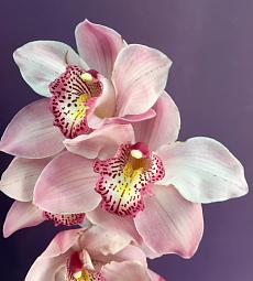 Орхидея цимбидиум (Голландия) - соберите букет