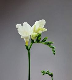 Голландская фрезия - соберите букет