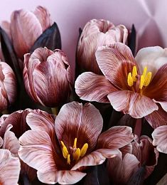 Тюльпан крашеный - соберите букет