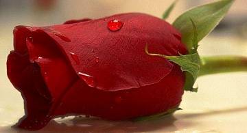 Сорт роз Freedom