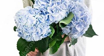 Грациозная гортензия: виды и особенности